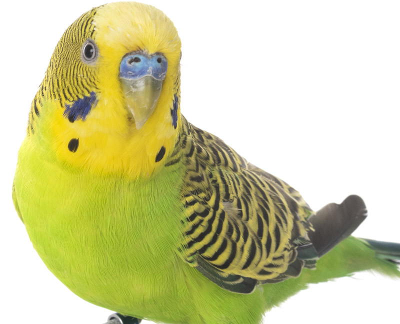 A green and yellow budgie with black markings on its wings